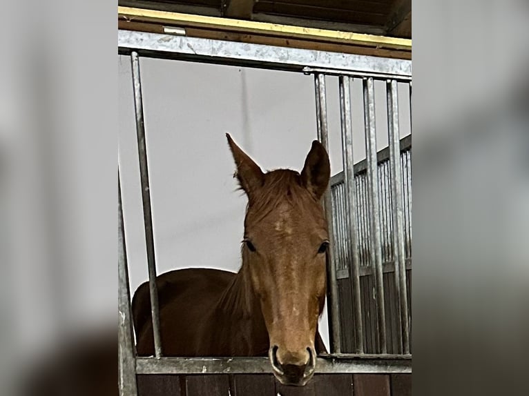 Caballo de deporte alemán Caballo castrado 5 años 164 cm Alazán in Rheinsberg