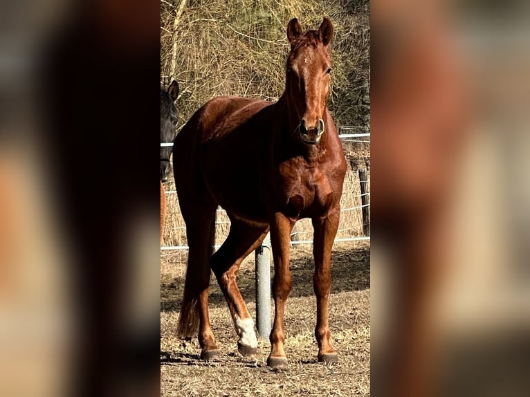 Caballo de deporte alemán Caballo castrado 5 años 164 cm Alazán in Rheinsberg