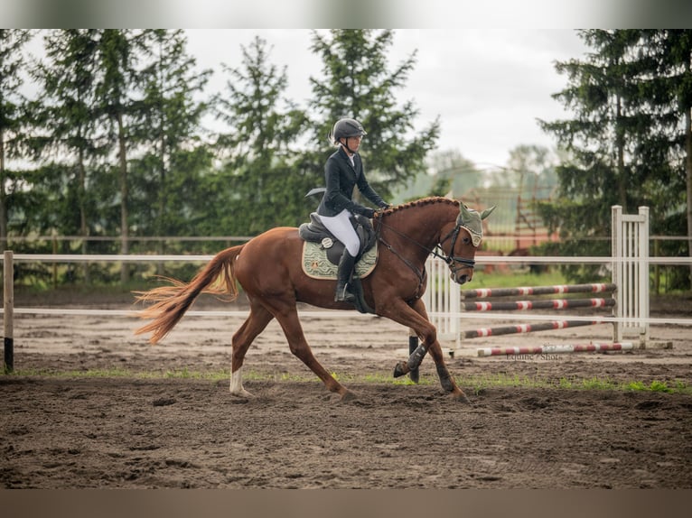 Caballo de deporte alemán Caballo castrado 5 años 164 cm Alazán in Lutherstadt Wittenberg