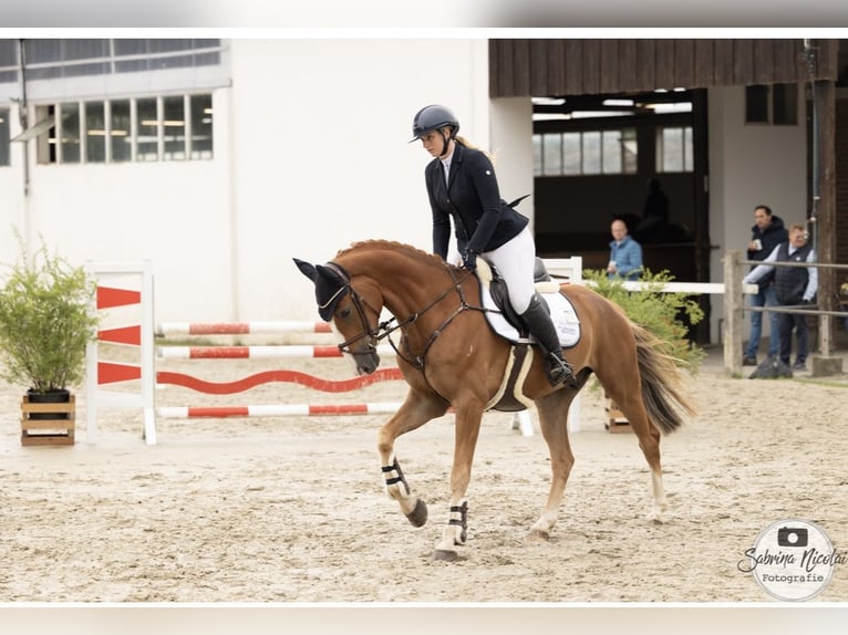 Caballo de deporte alemán Caballo castrado 5 años 164 cm Alazán in Bielefeld