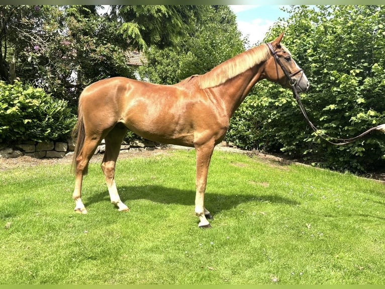 Caballo de deporte alemán Caballo castrado 5 años 164 cm Alazán in Bielefeld