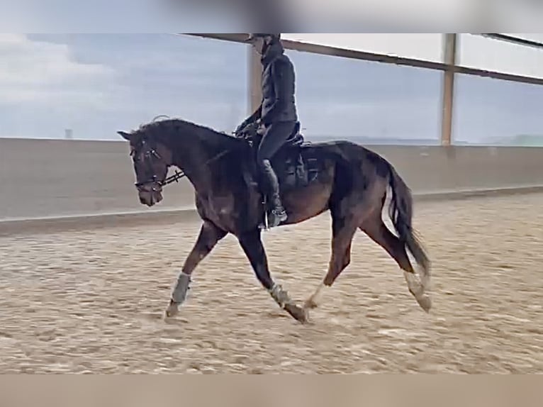 Caballo de deporte alemán Caballo castrado 5 años 164 cm Alazán-tostado in TreburTrebur