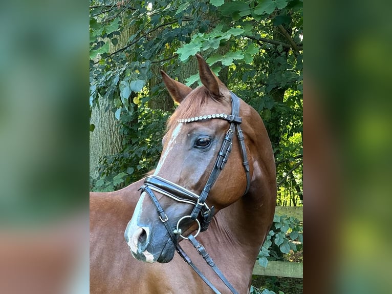 Caballo de deporte alemán Caballo castrado 5 años 164 cm Alazán-tostado in Braunschweig