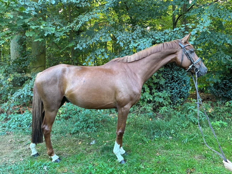 Caballo de deporte alemán Caballo castrado 5 años 164 cm Alazán-tostado in Braunschweig