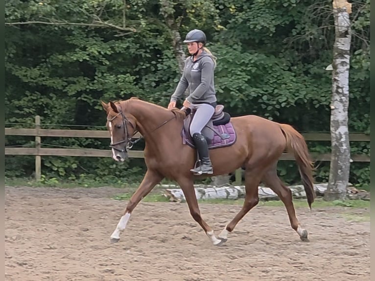 Caballo de deporte alemán Caballo castrado 5 años 164 cm Alazán-tostado in Braunschweig