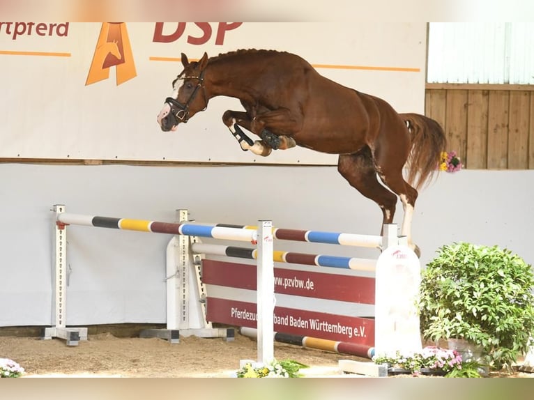 Caballo de deporte alemán Caballo castrado 5 años 164 cm Alazán-tostado in Gerstetten