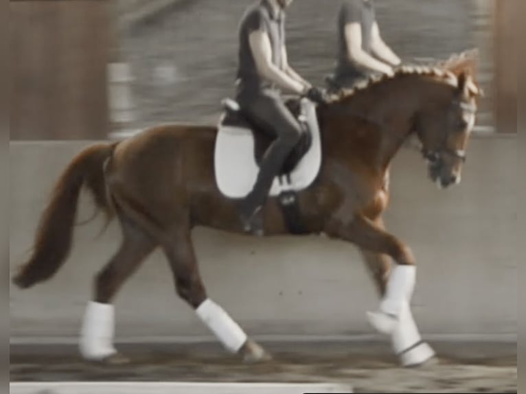 Caballo de deporte alemán Caballo castrado 5 años 164 cm in Brandenburg an der Havel