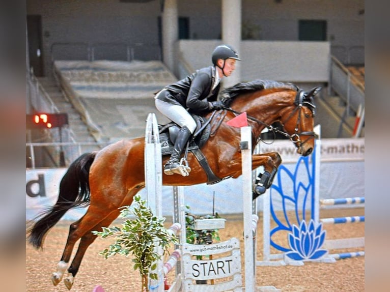 Caballo de deporte alemán Caballo castrado 5 años 164 cm Castaño in Neustadt in Sachsen