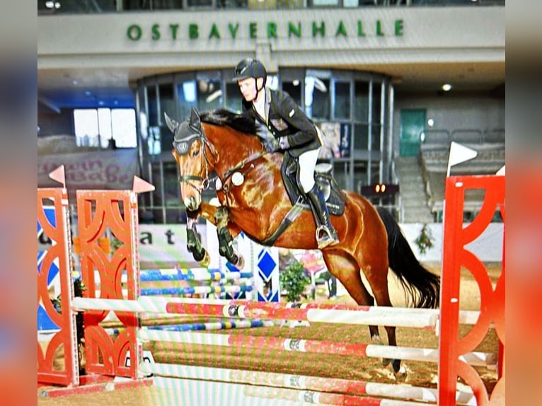 Caballo de deporte alemán Caballo castrado 5 años 164 cm Castaño in Neustadt in Sachsen