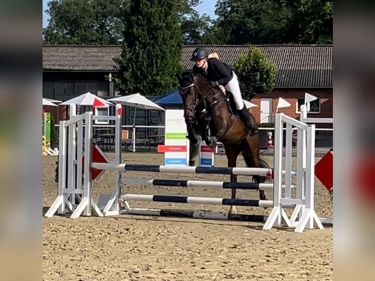 Caballo de deporte alemán Caballo castrado 5 años 164 cm Morcillo in Ladeburg