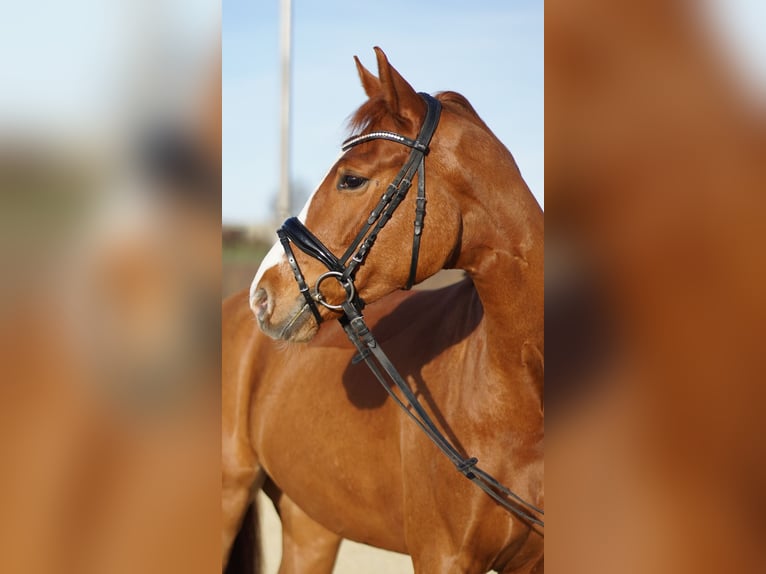Caballo de deporte alemán Caballo castrado 5 años 165 cm Alazán in Brilon