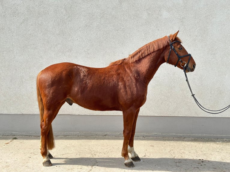 Caballo de deporte alemán Caballo castrado 5 años 165 cm Alazán in Dahme/Mark