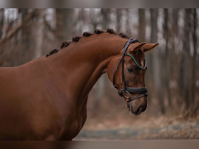 Caballo de deporte alemán Caballo castrado 5 años 165 cm Alazán-tostado in Wehringen
