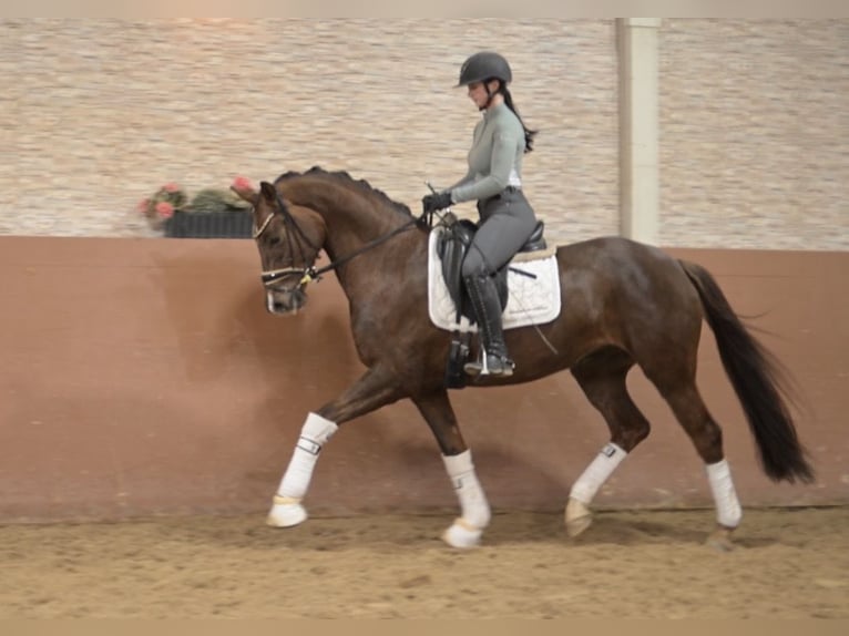 Caballo de deporte alemán Caballo castrado 5 años 165 cm Alazán-tostado in Wehringen
