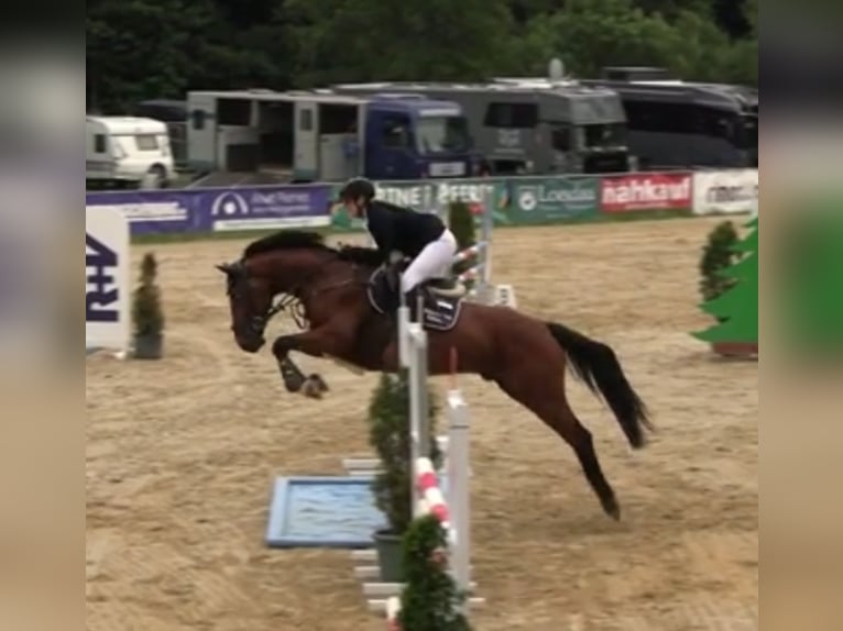 Caballo de deporte alemán Caballo castrado 5 años 165 cm Castaño in Merkers-Kieselbach