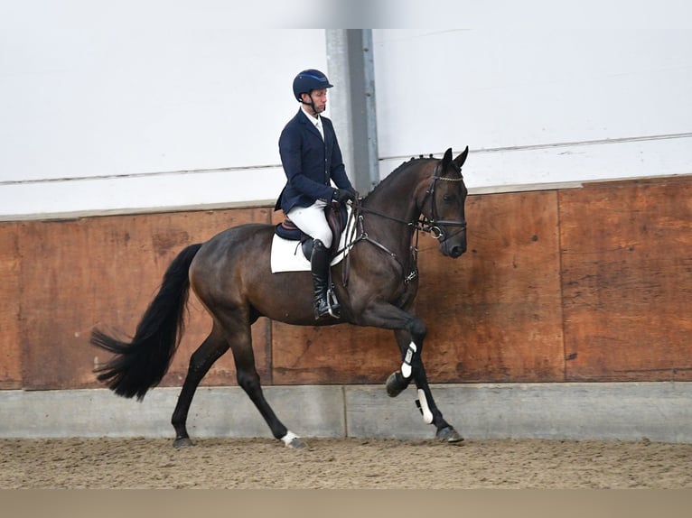 Caballo de deporte alemán Caballo castrado 5 años 165 cm Castaño oscuro in Gomadingen