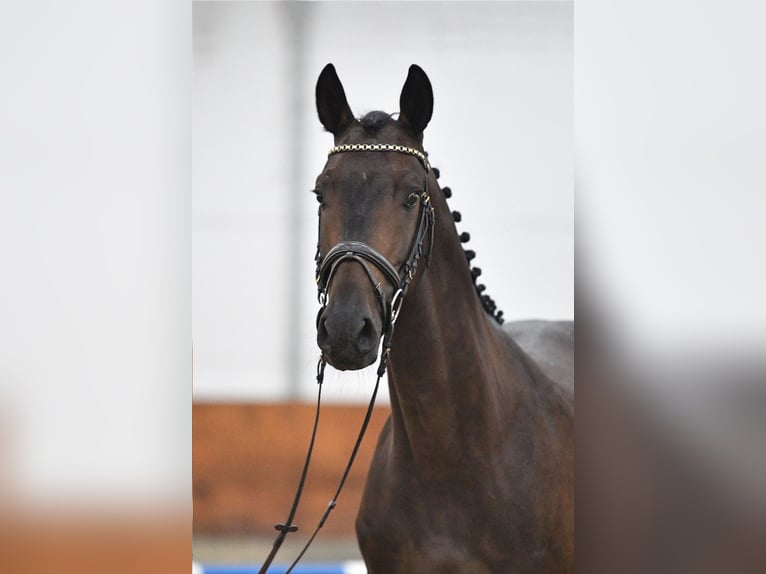 Caballo de deporte alemán Caballo castrado 5 años 165 cm Castaño oscuro in Gomadingen