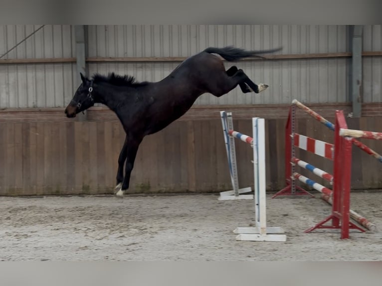 Caballo de deporte alemán Caballo castrado 5 años 165 cm Morcillo in Zieuwent
