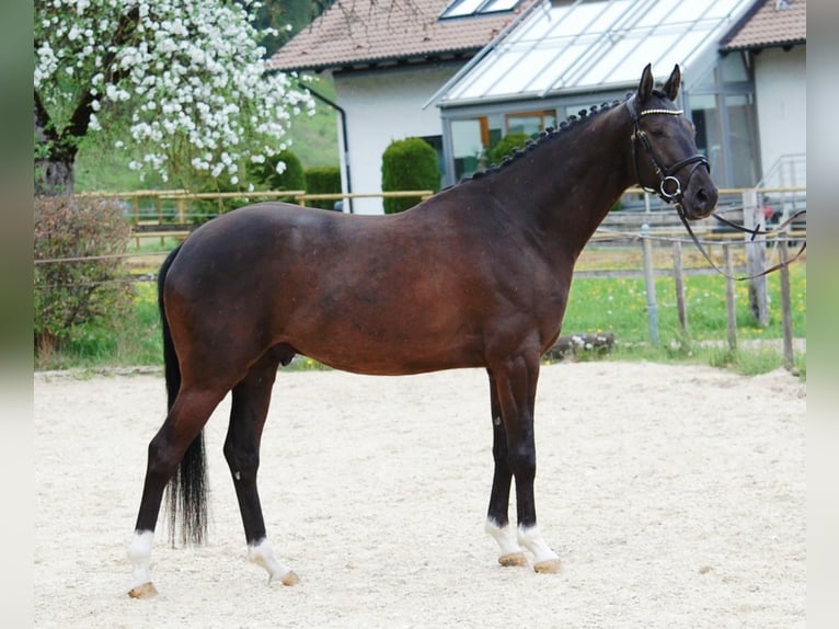 Caballo de deporte alemán Caballo castrado 5 años 165 cm Negro in Lonsee