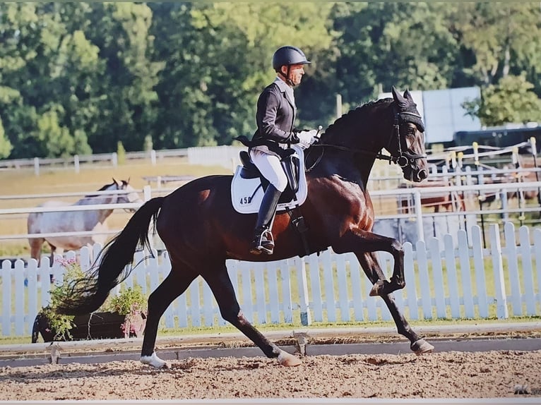 Caballo de deporte alemán Caballo castrado 5 años 165 cm Negro in Hoppegarten