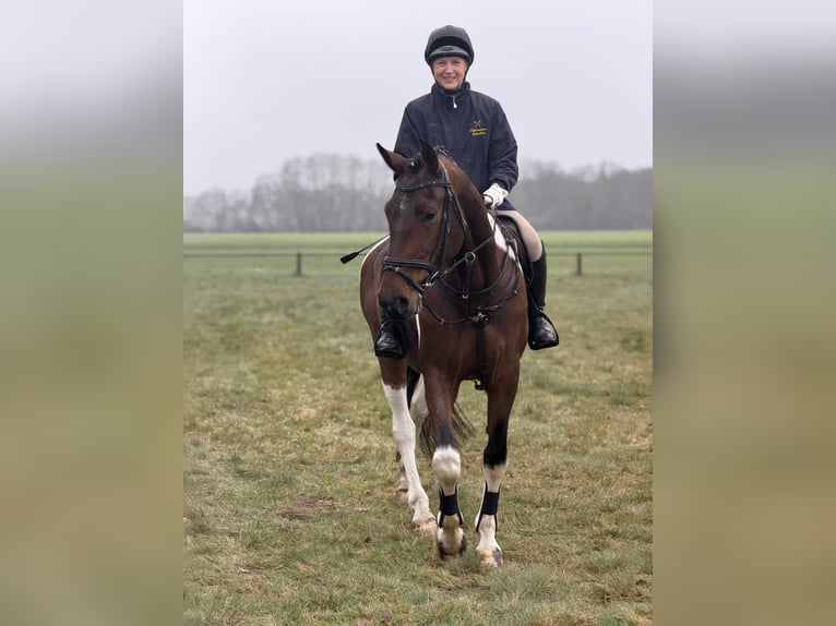 Caballo de deporte alemán Caballo castrado 5 años 165 cm Pío in Aulosen