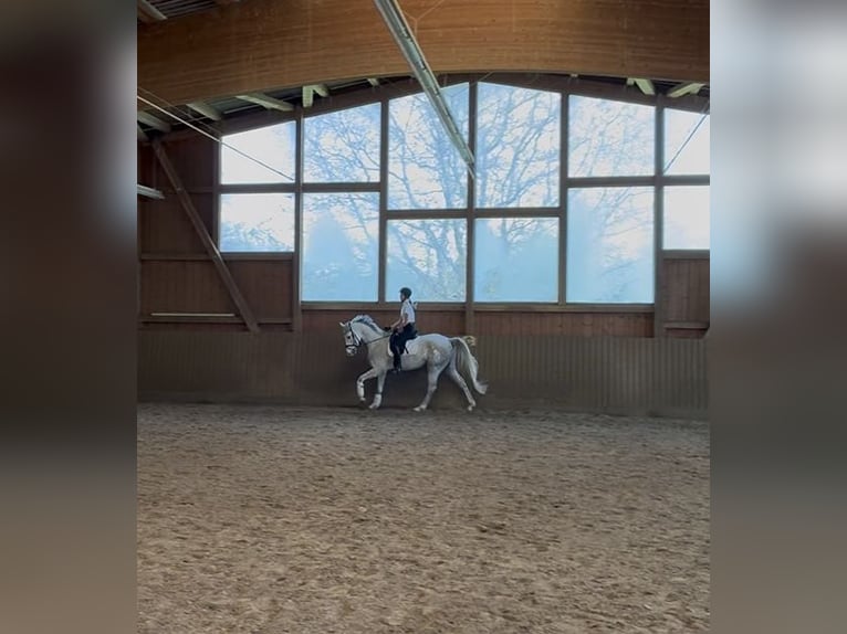 Caballo de deporte alemán Caballo castrado 5 años 165 cm Tordo in Überlingen