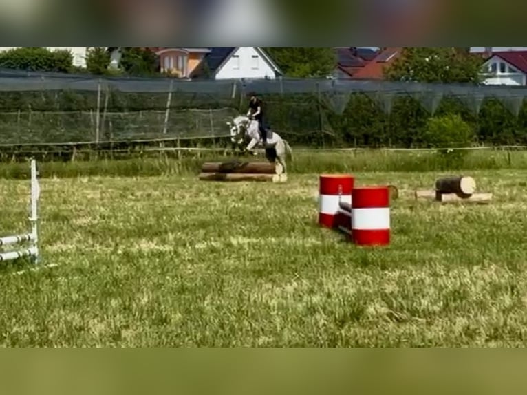 Caballo de deporte alemán Caballo castrado 5 años 165 cm Tordo in Überlingen