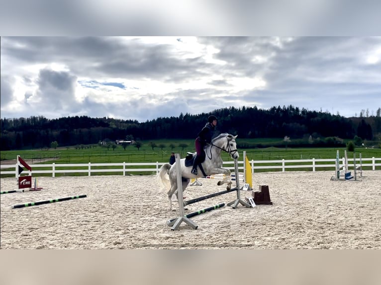 Caballo de deporte alemán Caballo castrado 5 años 165 cm Tordo in Überlingen