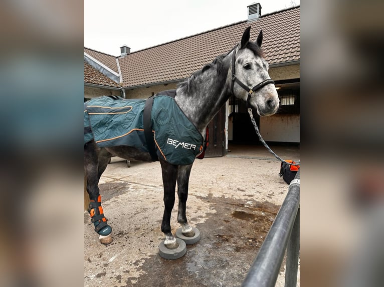 Caballo de deporte alemán Caballo castrado 5 años 165 cm Tordo rodado in Teupitz / N&#xE4;he