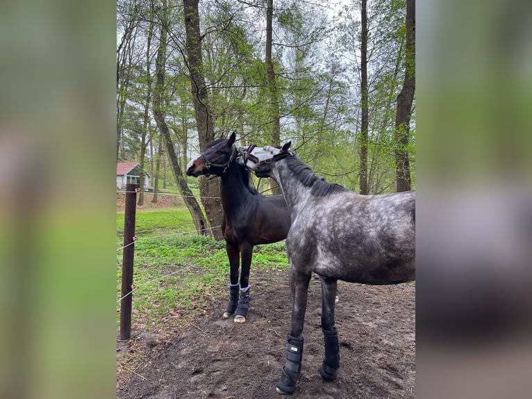 Caballo de deporte alemán Caballo castrado 5 años 165 cm Tordo rodado in Teupitz / N&#xE4;he
