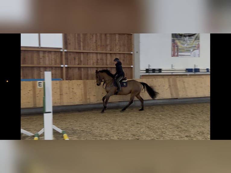 Caballo de deporte alemán Caballo castrado 5 años 166 cm in Erharting