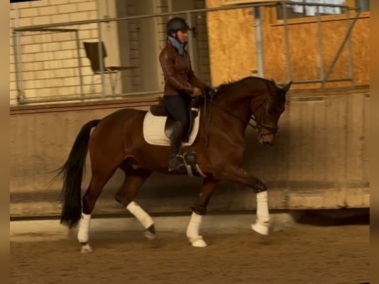 Caballo de deporte alemán Caballo castrado 5 años 166 cm Castaño in Weilheim an der Teck