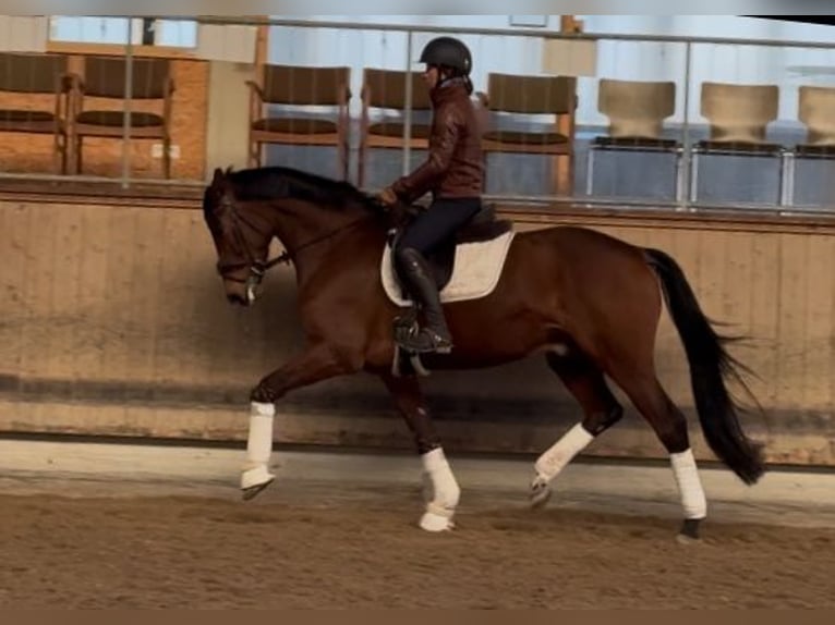 Caballo de deporte alemán Caballo castrado 5 años 166 cm Castaño in Weilheim an der Teck