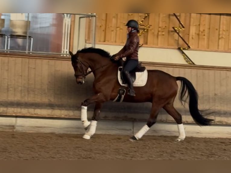 Caballo de deporte alemán Caballo castrado 5 años 166 cm Castaño in Weilheim an der Teck