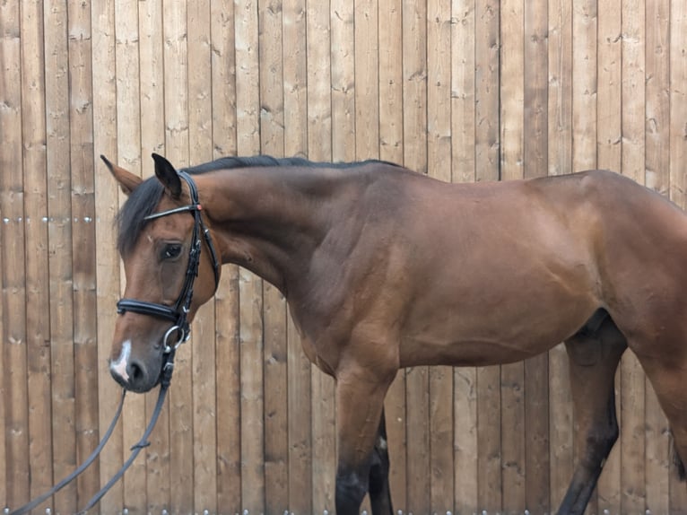 Caballo de deporte alemán Caballo castrado 5 años 166 cm Castaño in Altenberge