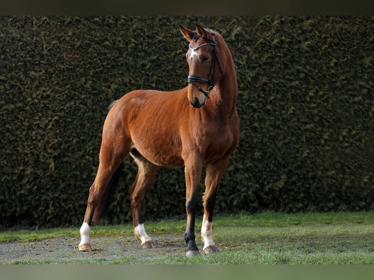 Caballo de deporte alemán Caballo castrado 5 años 166 cm Castaño in Altenstadt