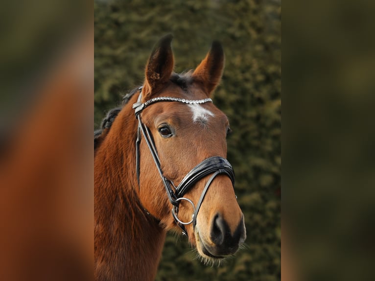 Caballo de deporte alemán Caballo castrado 5 años 166 cm Castaño in Altenstadt