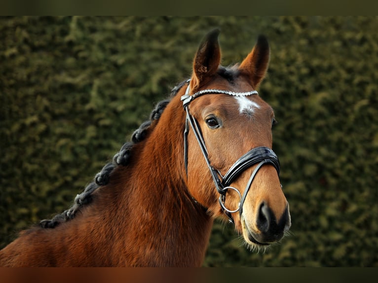 Caballo de deporte alemán Caballo castrado 5 años 166 cm Castaño in Altenstadt