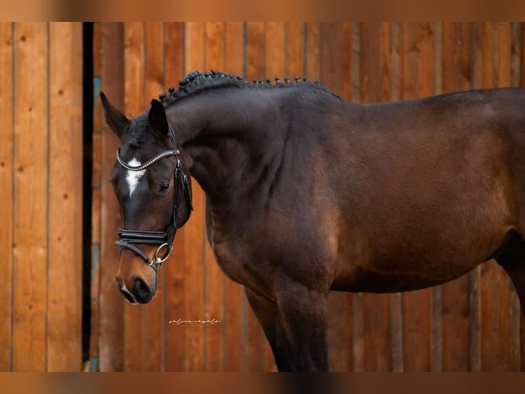 Caballo de deporte alemán Caballo castrado 5 años 166 cm Castaño in Mietingen