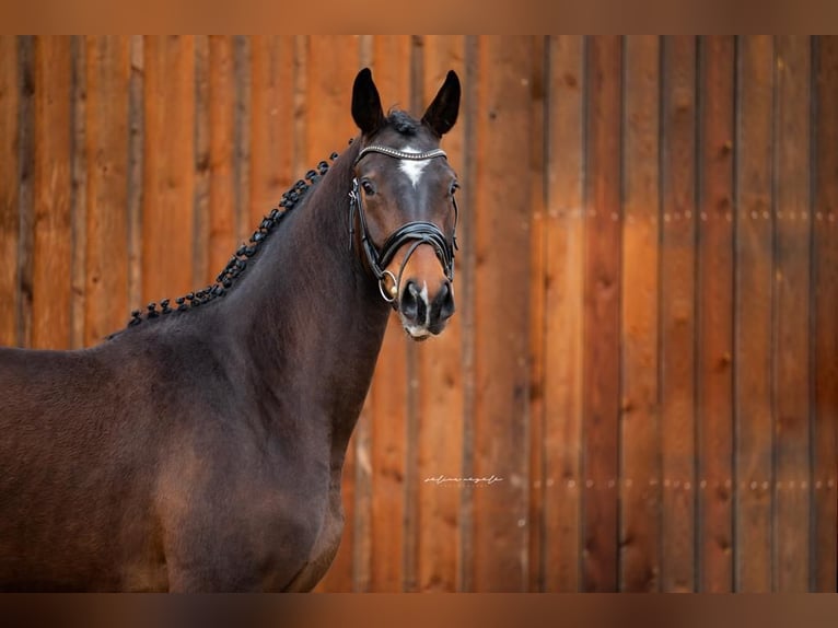 Caballo de deporte alemán Caballo castrado 5 años 166 cm Castaño in Mietingen