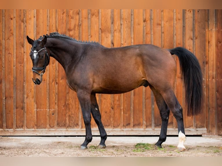 Caballo de deporte alemán Caballo castrado 5 años 166 cm Castaño in Mietingen