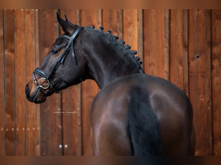 Caballo de deporte alemán Caballo castrado 5 años 166 cm Castaño in Mietingen