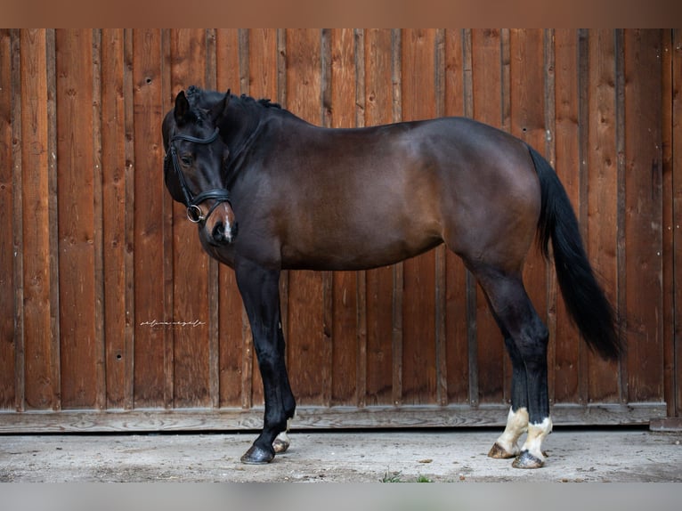 Caballo de deporte alemán Caballo castrado 5 años 166 cm Castaño in Mietingen