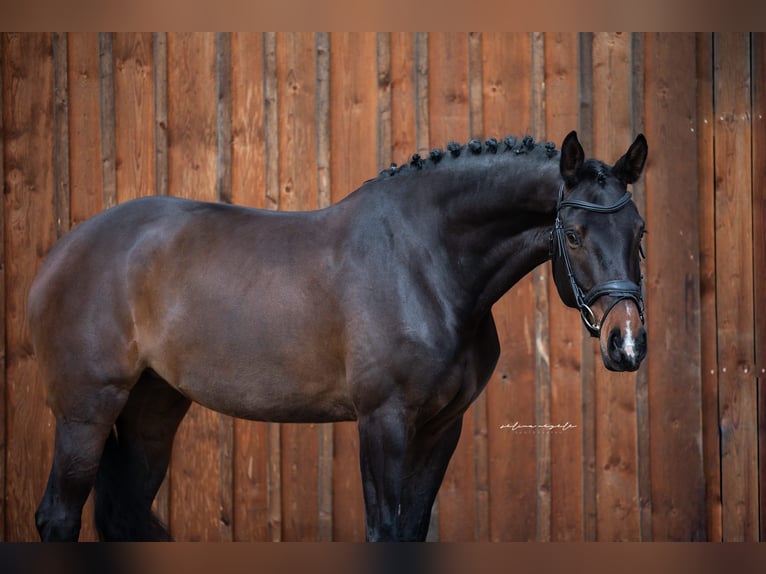 Caballo de deporte alemán Caballo castrado 5 años 166 cm Castaño in Mietingen