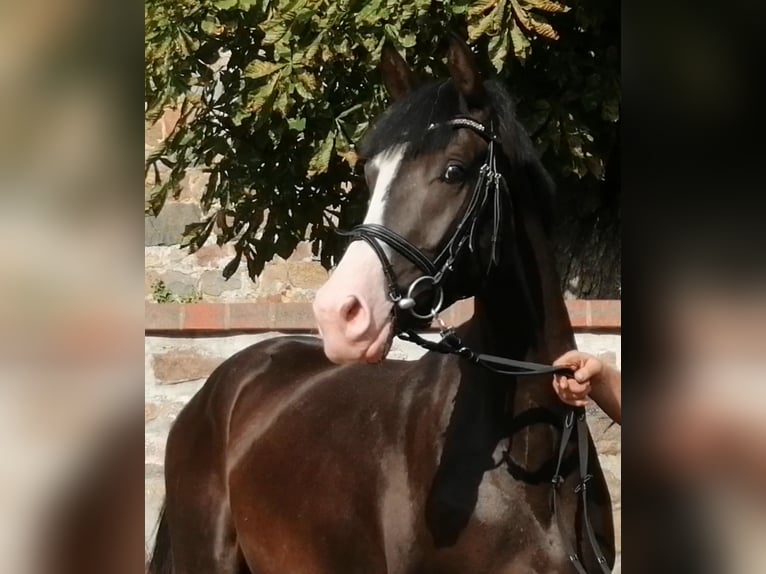 Caballo de deporte alemán Caballo castrado 5 años 166 cm Castaño oscuro in Neustadt/Dosse