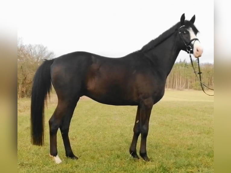 Caballo de deporte alemán Caballo castrado 5 años 166 cm Castaño oscuro in Neustadt/Dosse