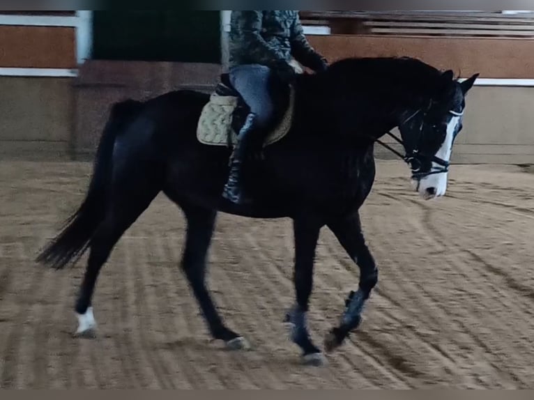 Caballo de deporte alemán Caballo castrado 5 años 166 cm Castaño oscuro in Neustadt/Dosse