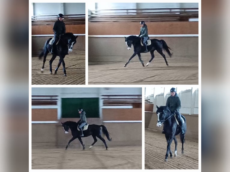 Caballo de deporte alemán Caballo castrado 5 años 166 cm Castaño oscuro in Neustadt/Dosse