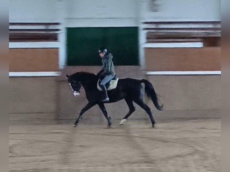 Caballo de deporte alemán Caballo castrado 5 años 166 cm Castaño oscuro in Neustadt/Dosse