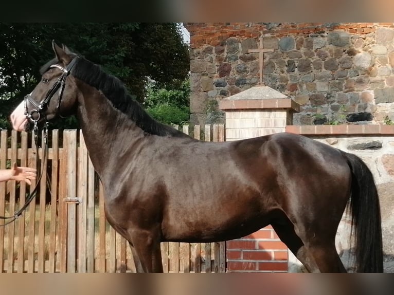 Caballo de deporte alemán Caballo castrado 5 años 166 cm Castaño oscuro in Neustadt/Dosse